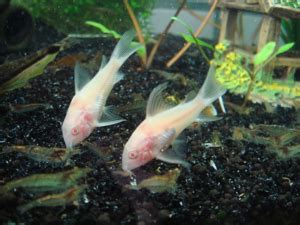 鼠魚入門|鼠魚好養嗎？8大可混養的鼠魚種類，附壽命、飼料等。